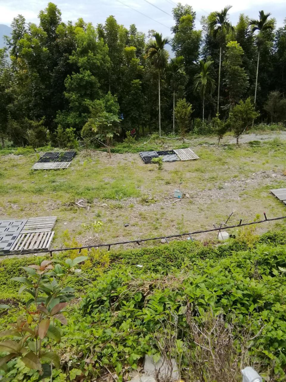 台東民宿 關山桃花心木民宿農場 Guanshan Dış mekan fotoğraf